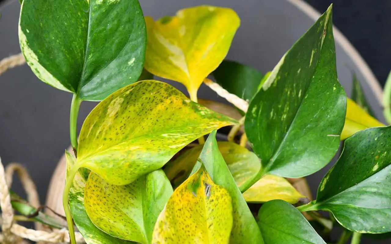 Tus plantas están muriendo por una infección y no lo notas: así puedes curarlas antes de que sea tarde