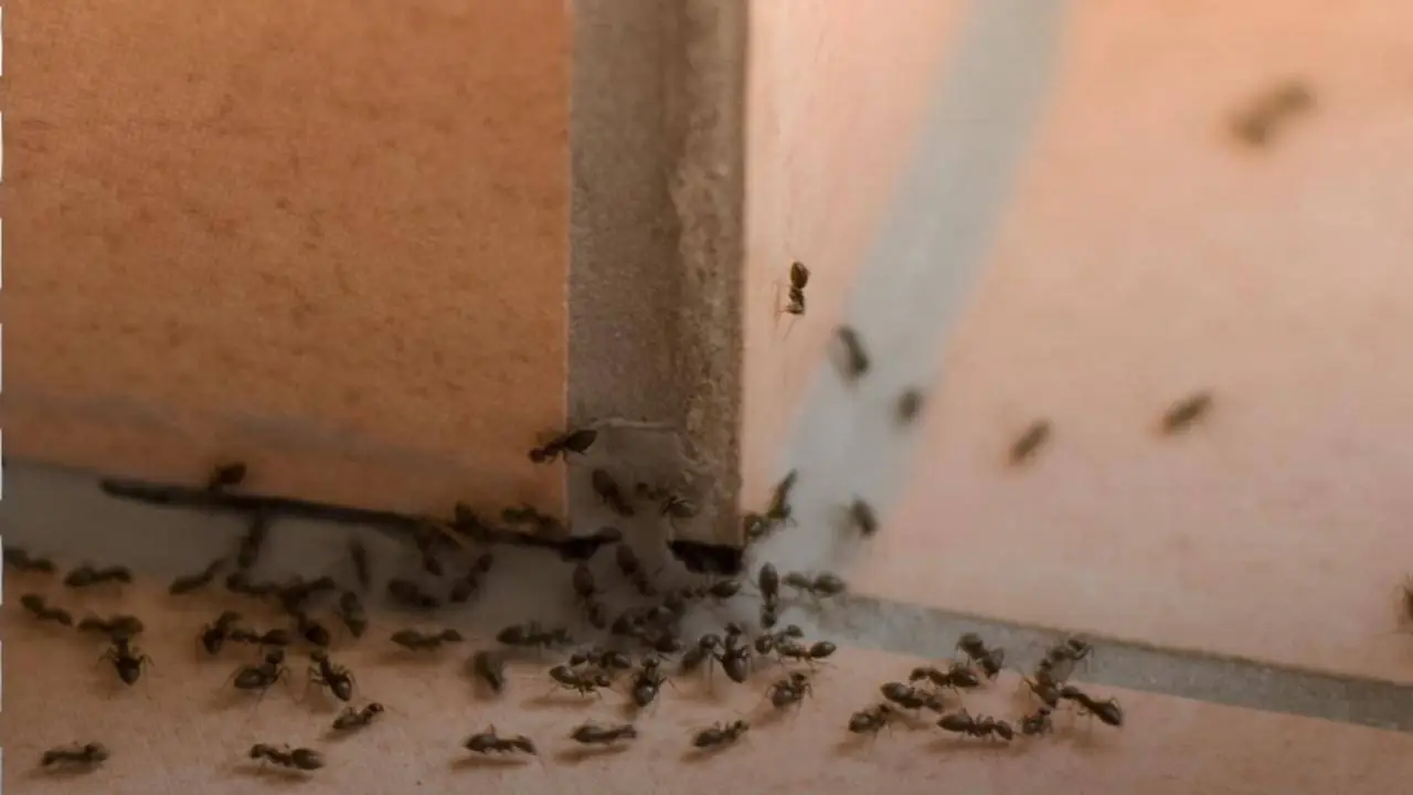 ¿Duermes en una habitación con olor a insecticida? Esto puede pasarle a tu cerebro