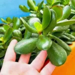 Olvídate del dinero: tener esta planta en casa atrae la suerte y la prosperidad