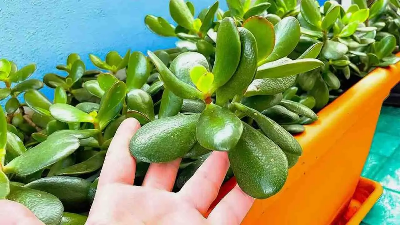 Olvídate del dinero: tener esta planta en casa atrae la suerte y la prosperidad